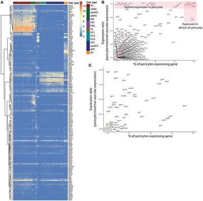 The Ion Channel and GPCR Toolkit of Brain Capillary Pericytes